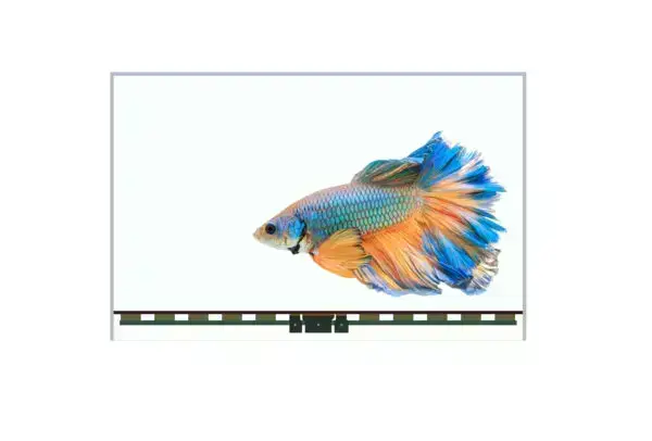 55 Inch Transparent Screen OLED Monitor
